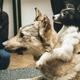 Los perros de Demikhov en el museo de biología de Moscú. AP Images